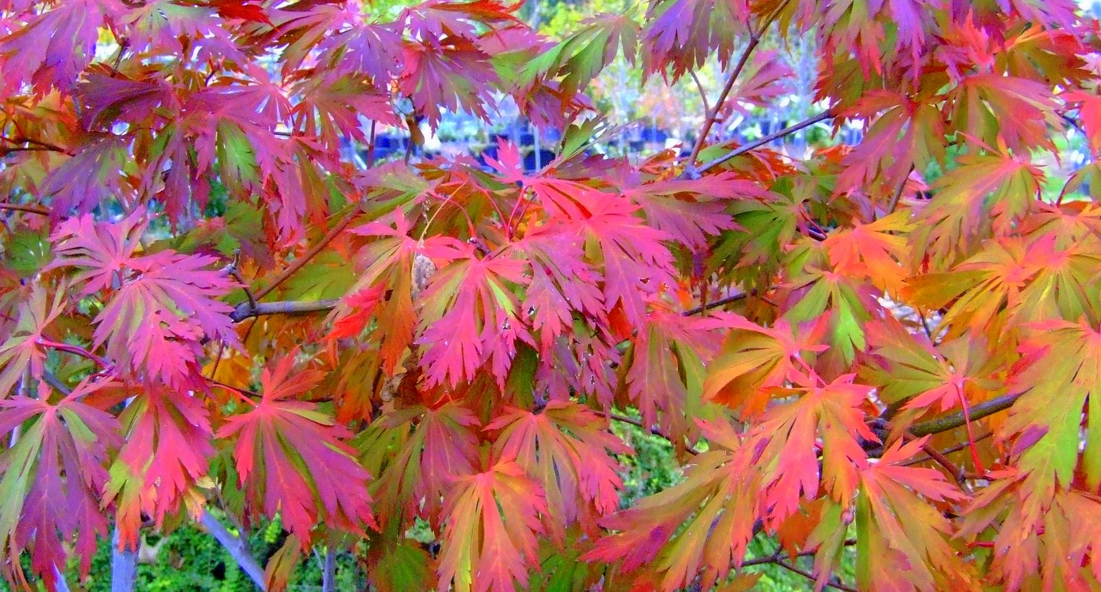 Japanese Maple Garden Design