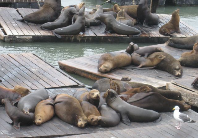 San Francisco Seals mascot was a real sea lion
