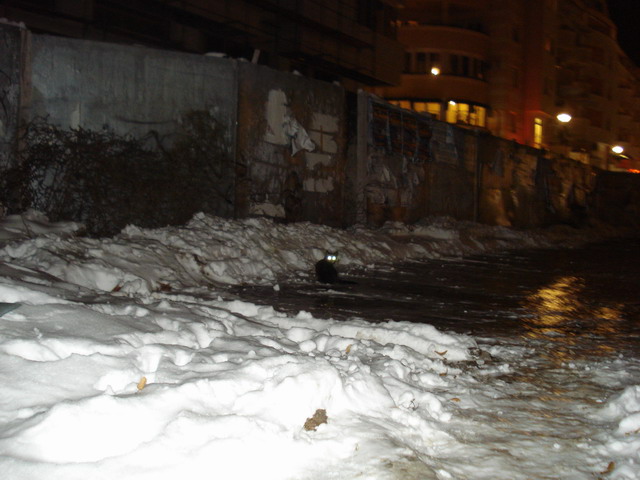 [DSC04202_resize.JPG]