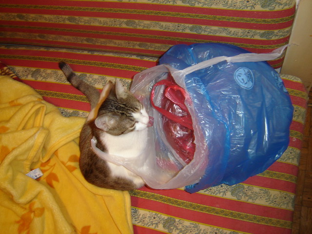 [DSC05501_resize.JPG]