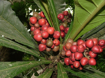 Paisajes de Costa Rica