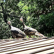 Wild Turkeys