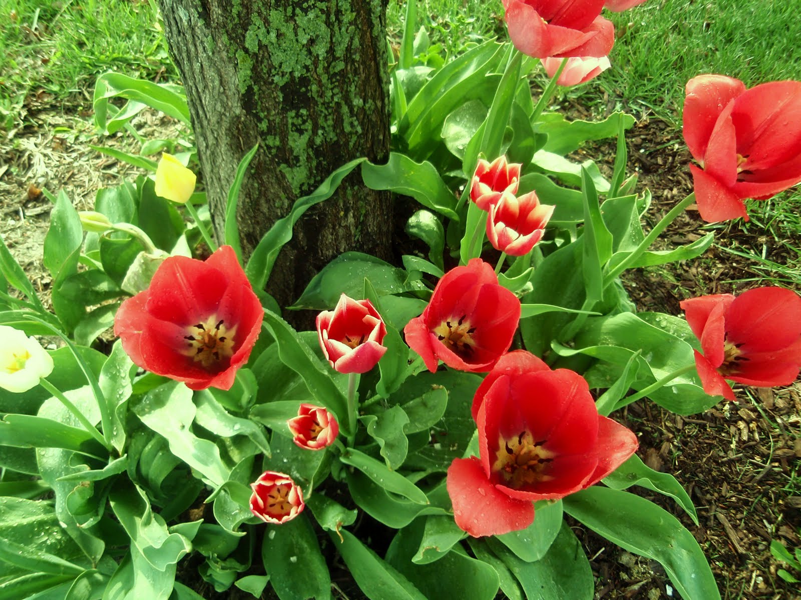 Oxford Impressions Tulips, Geraniums, Lilies, Petunias, Clematis