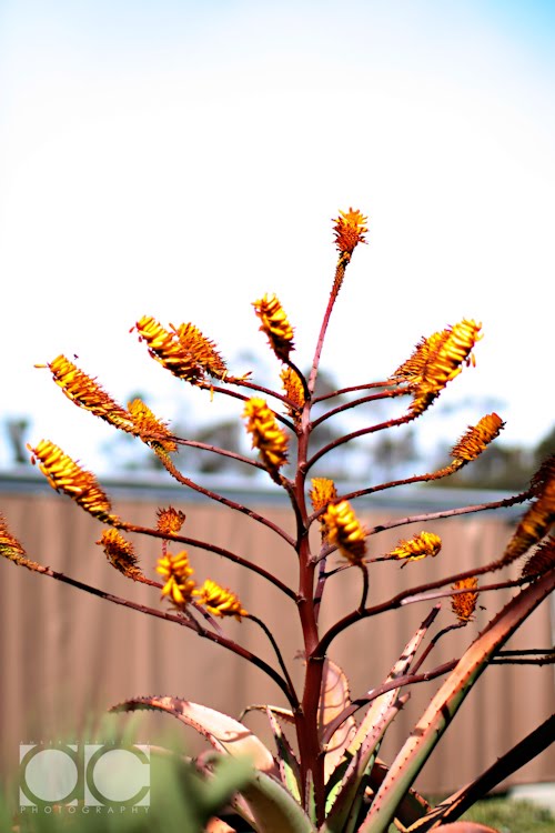 [0208_Personal-San+Diego_X1007-T.jpg]