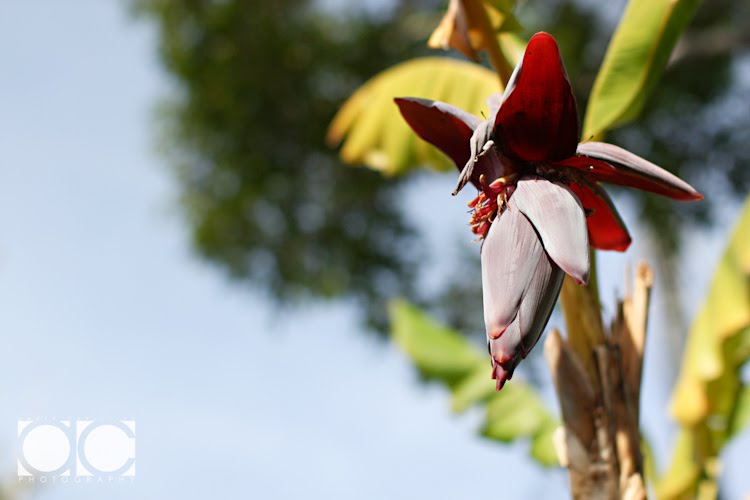 [0050_Personal-San+Diego_X1007-T.jpg]