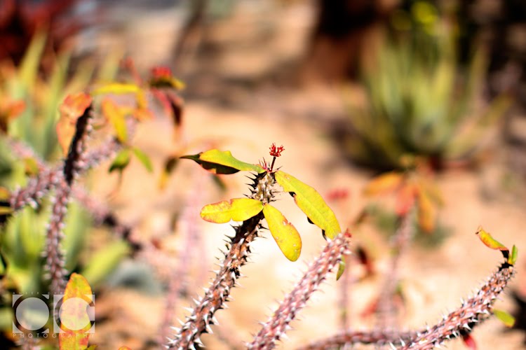 [0192_Personal-San+Diego_X1007-T.jpg]