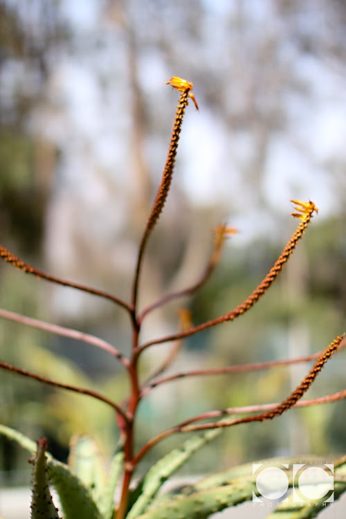 [0194_Personal-San+Diego_X1007-T.jpg]