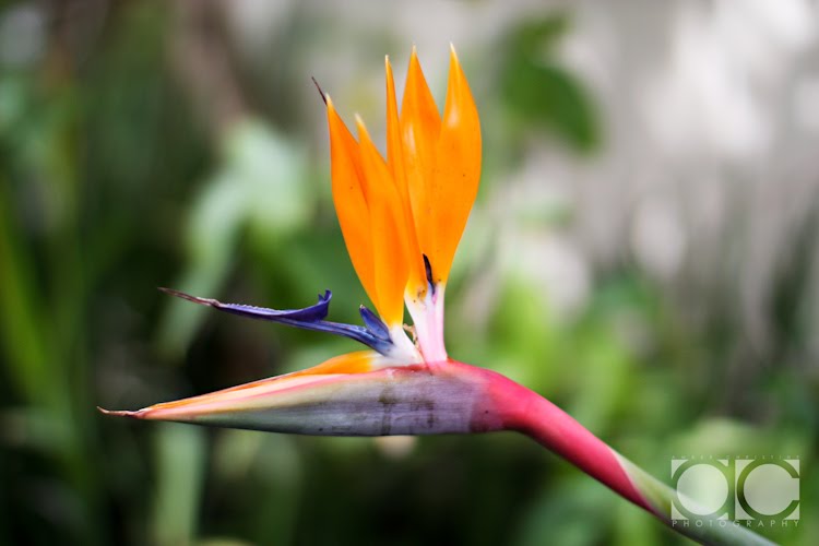 [0240_Personal-San+Diego_X1007-T.jpg]