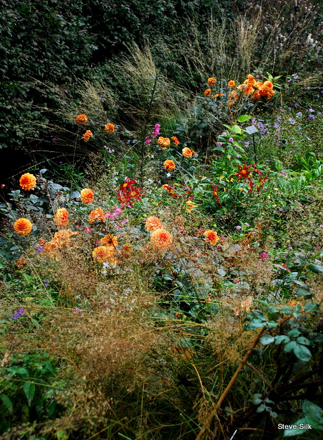 A plant sluts garden blog images 898