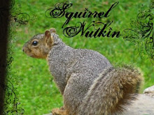 Squirrel Nutkin