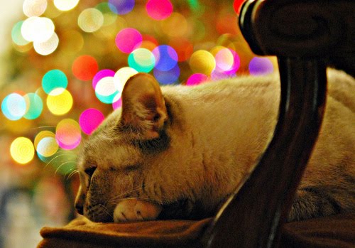 [a+cat+very+quiet++via+observando.jpg]