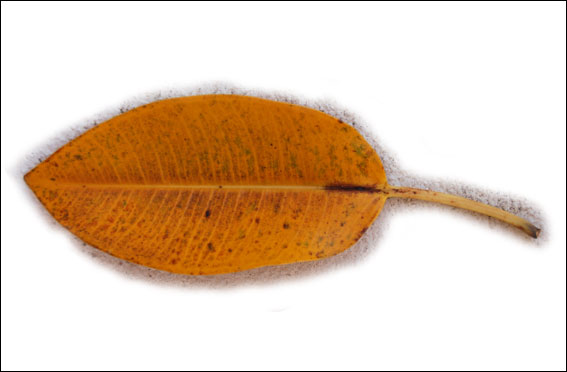 [a+++ficus_macrophylla.jpg]