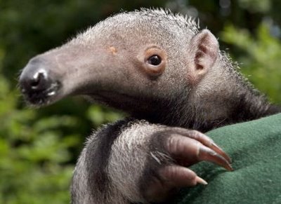 [a++baby++tamanduá.jpg]