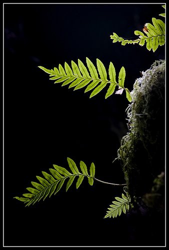 [a+samambaias++foto+wasabifish++.jpg]