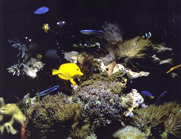 [a++aquarium-++1+.jpg]