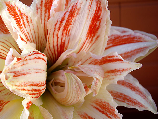 [a++amarilis++escandalosa++2.jpg]