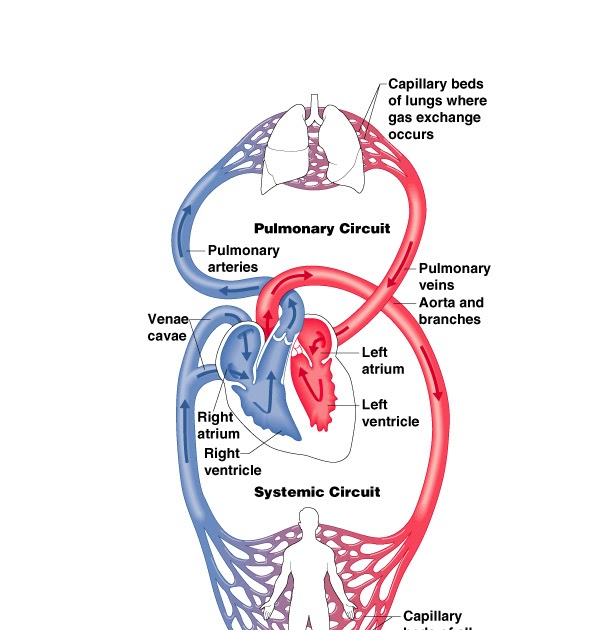 What's HAPpening?!: Systemic and Pulmonary Circulations
