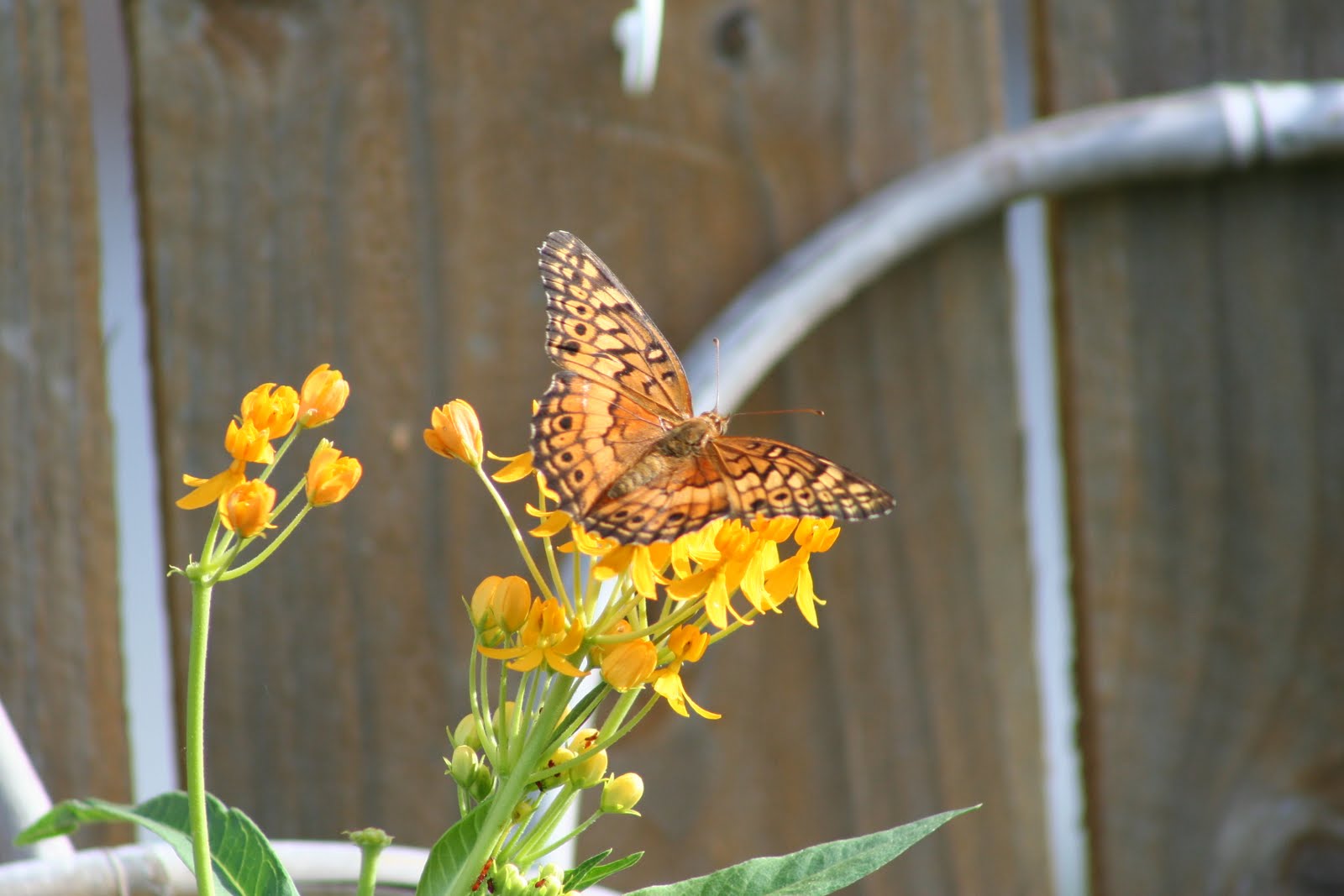 Via Joy How to attract butterflies