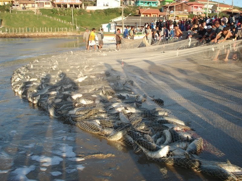 Luz da Lua PESCA DA TAINHA, DELICIA DE PEIXE...