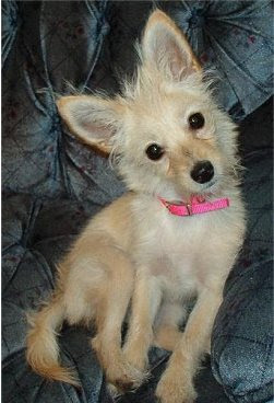 Mixed+dog+breeds+pictures