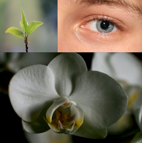 [collage_macro.jpg]