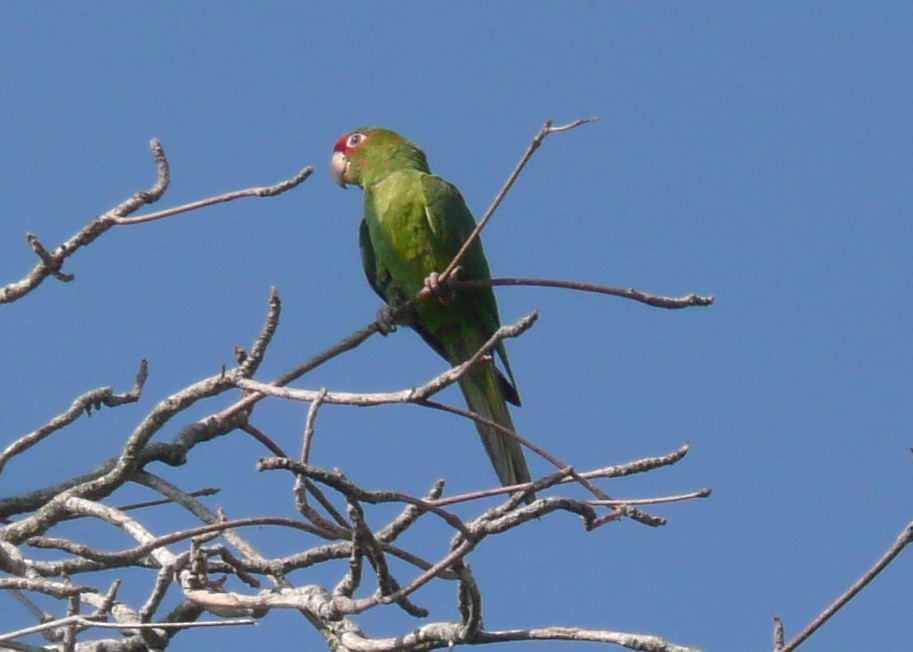 mitred parakeet