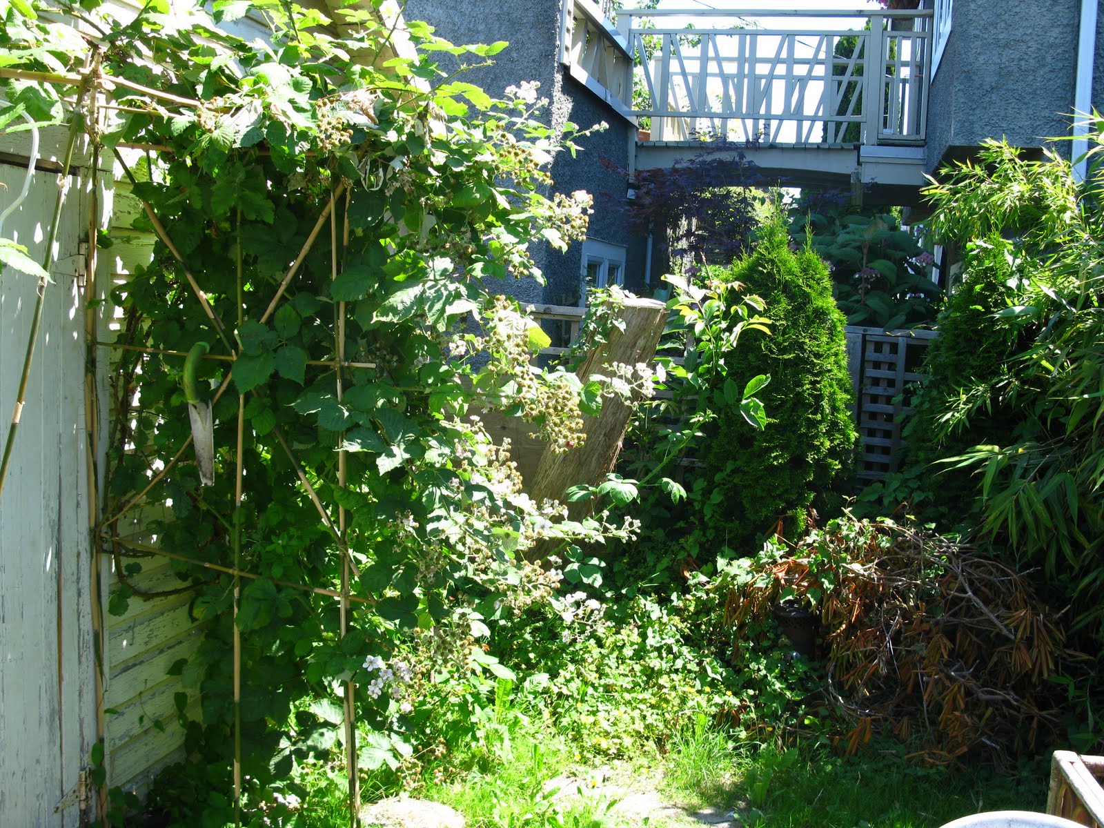 Garden: Blackberry Bush