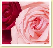 [rosey.bmp]