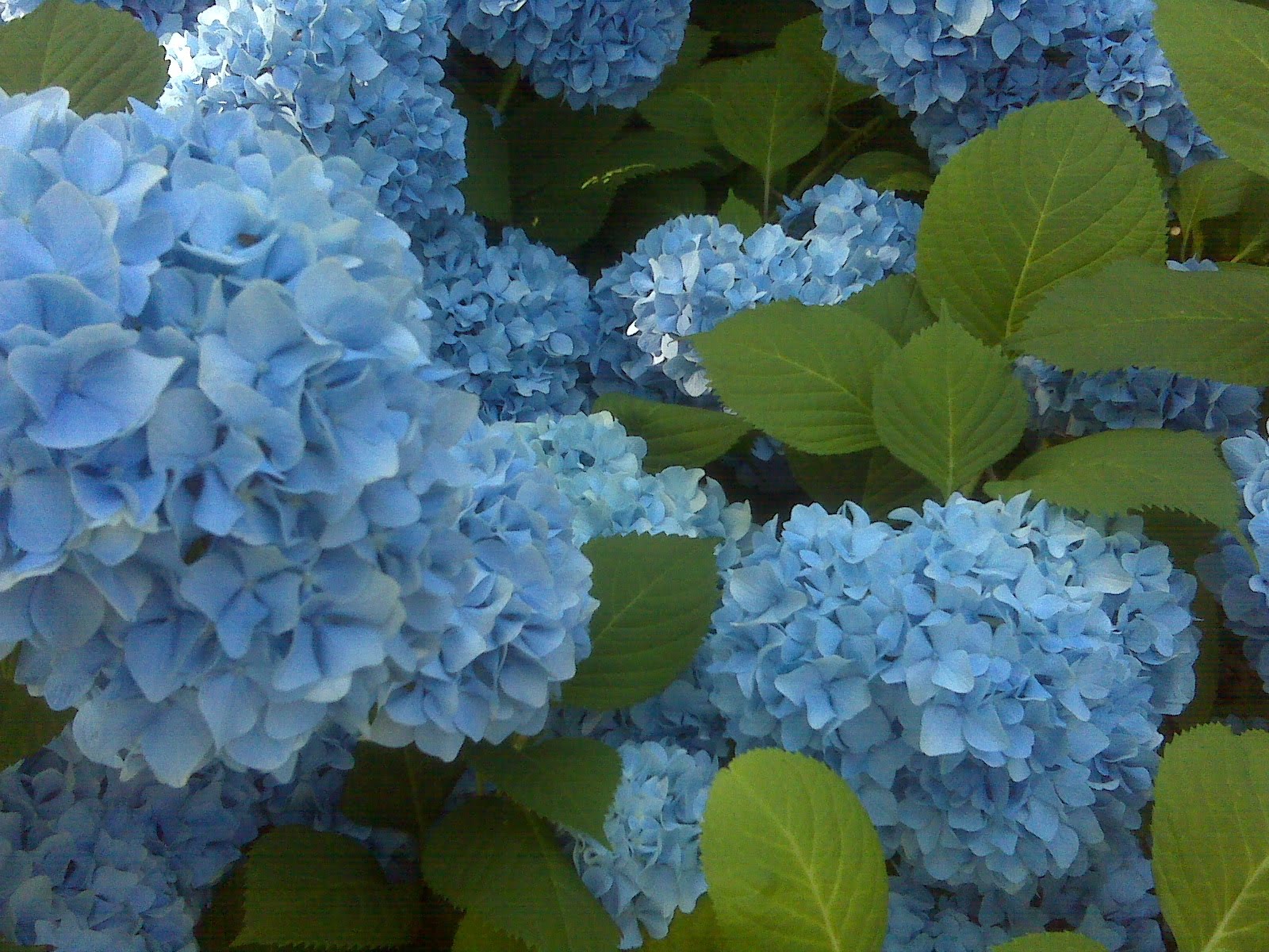 Hydrangea Flower Kodai Kurinji Kathambam