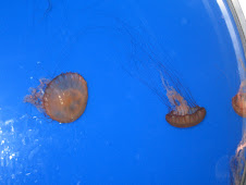 Jellyfish