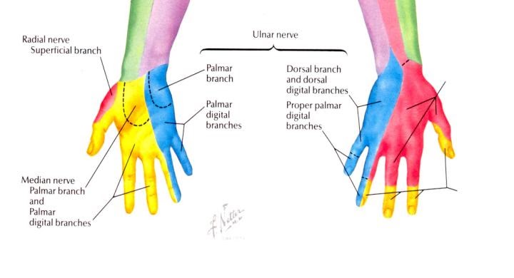 Electroneuromyographie Nerf Ulnaire