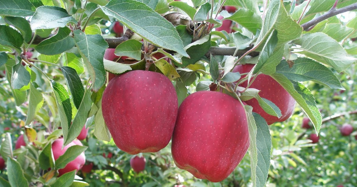 A LIFE OF APPLES Story of an Apple Red Delicious