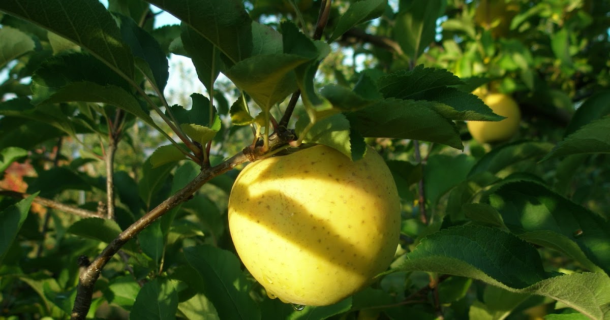 A LIFE OF APPLES The Golden Apple Part III a.k.a. Goldrush