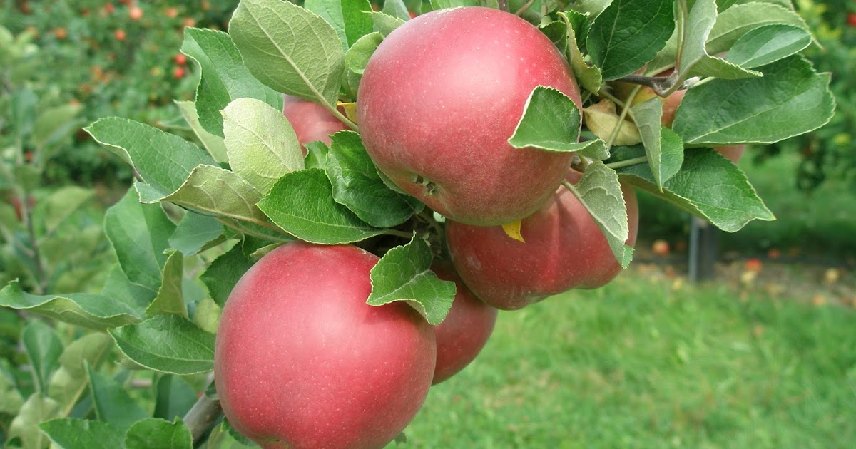 A LIFE OF APPLES Story of an Apple Arkansas Black