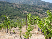 Vineyards in the Cilento