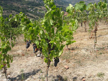 Aglianico grapes on the vine