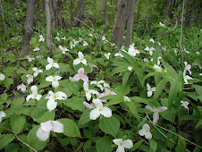 Ontario Trilliums