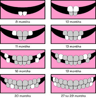 canine tooth eruption times