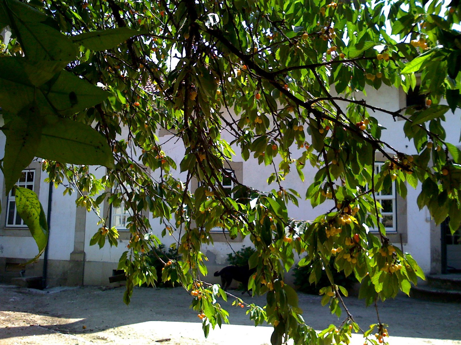 [IMG_0228.JPG]