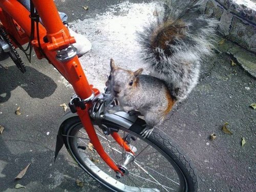 squirrel bike