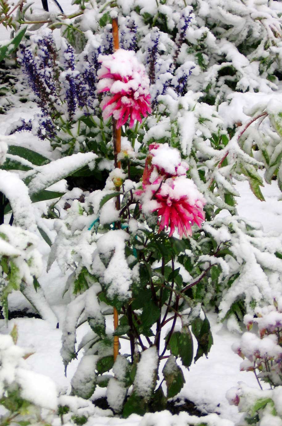 Durable Gardening Hydrangea Paniculata Limelight Winter Appeal