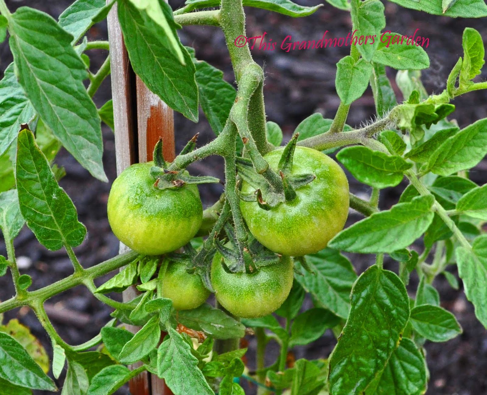 This Grandmother's Garden Hooray for the 4th of July!