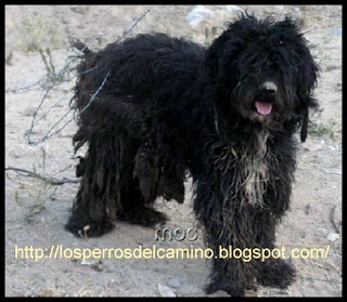 gordos mexicanos peludos calientes gordos mexicanos peludos calientes