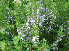 Herb--- Rosemary--09