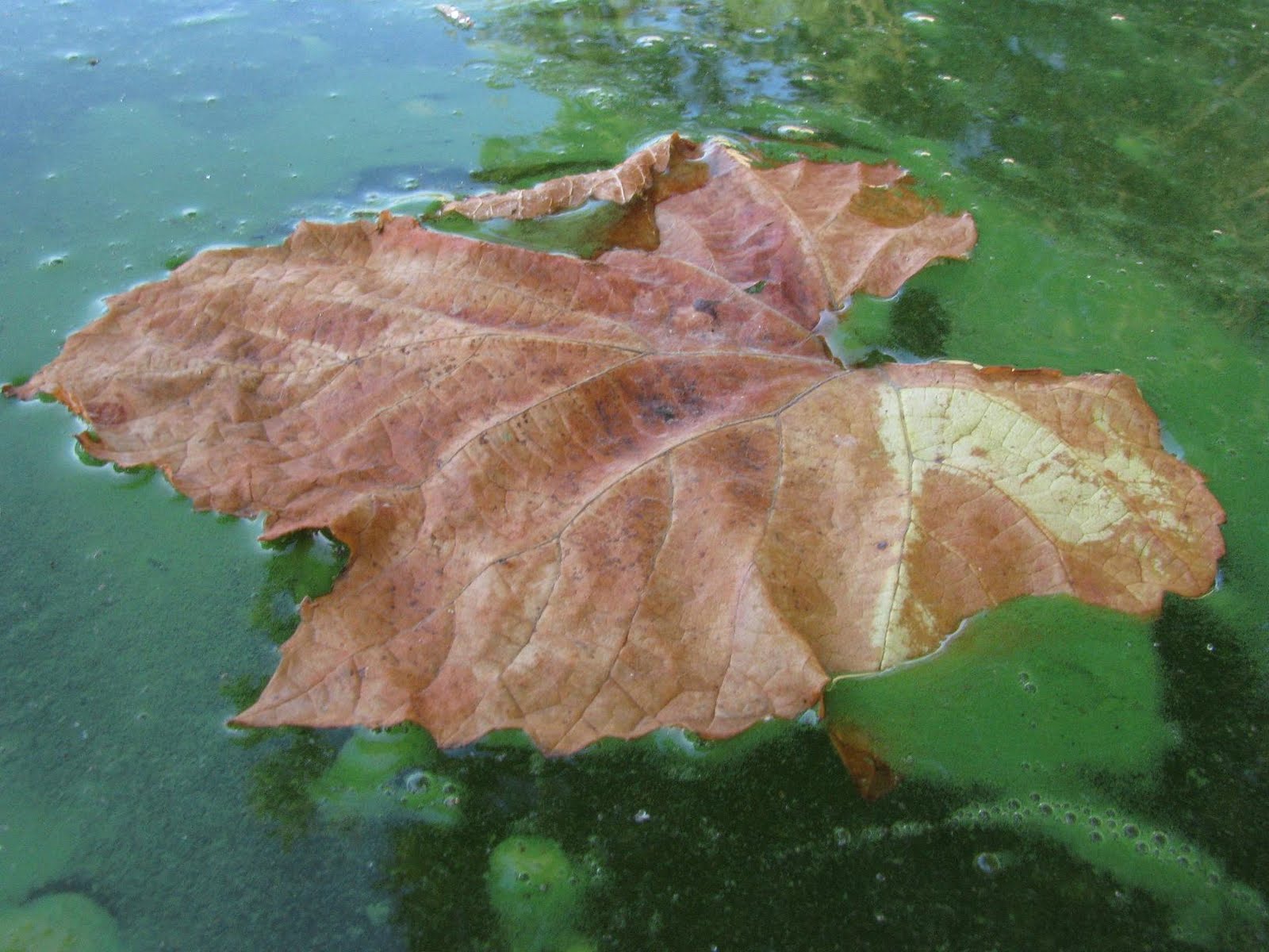 [IMG_4741.JPG]