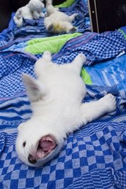 [capt.73a74918e893418b8dba7e3ccbba6754.germany_polar_bear_cfra103]