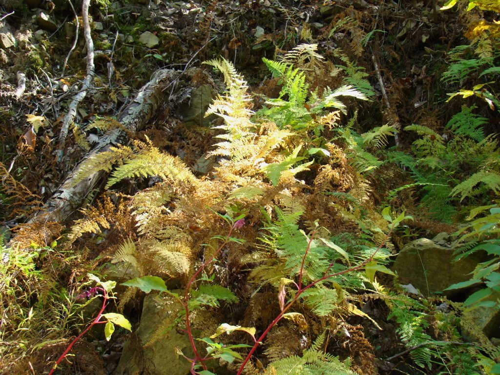 [fall+ferns.jpg]