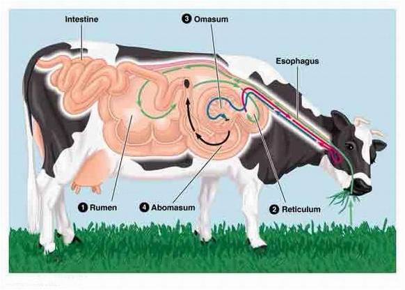 26+ Fungsi Saliva Pada Sistem Pencernaan Sapi Adalah Images