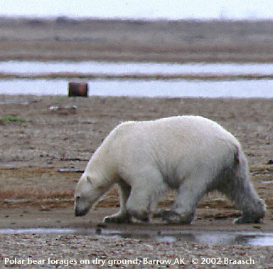 [ARCPolarbear.jpg]