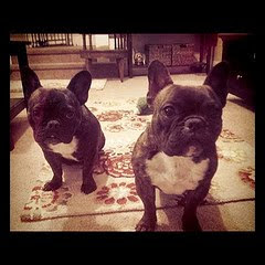 Basil & Guinn's Blog